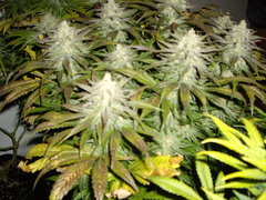 Sugar Rose F+49