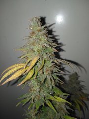 Aladdin Skunk (3).jpg