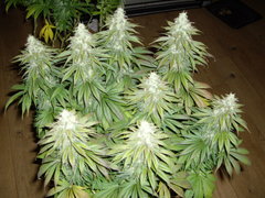 Heaven's Fruit F+49