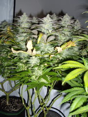 Sugar Rose F+49