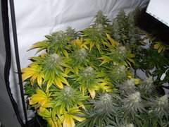 Blue Rhino F+49