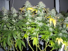 Blue Dream F+49