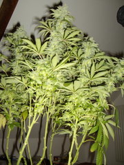 Holy Grail Kush F+49