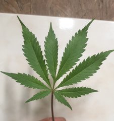 Amnesia Haze