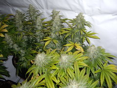 Jack El Frutero F+49