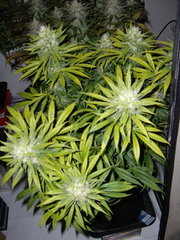 Ripper Haze F+49