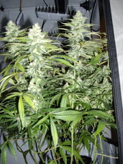 Ripper Haze F+49