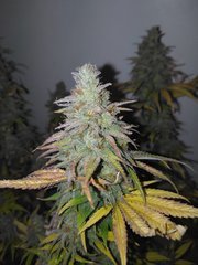 Aladdin Skunk (2).jpg