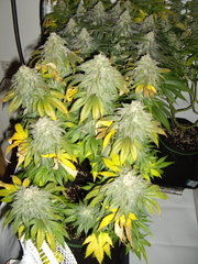 Blue Dream F+49