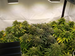 Multivar 18/6+63 12/12+43