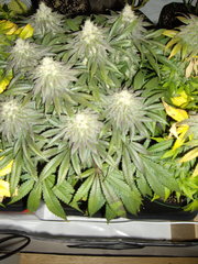 White Fire OG F+49