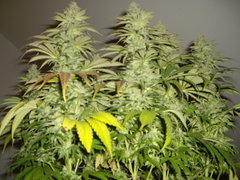 Heaven's Fruit F+49