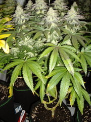White Fire OG F+49