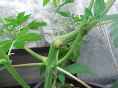 DSCN6082.JPG