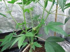 DSCN6083.JPG