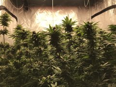 Orange Bud  Cro+35 (S+10) Flo+46