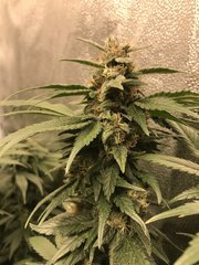 Orange Bud  Cro+35 (S+10) Flo+46