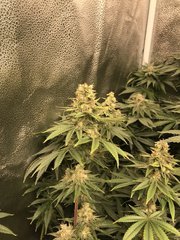 Orange Bud  Cro+35 (S+10) Flo+46