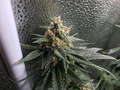 Orange Bud  Cro+35 (S+10) Flo+46