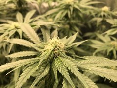 Put your pistils in the air, Put your pistils in the air !