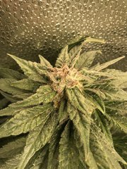 Orange bud  Cro+35 (S+10) Flo+44