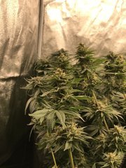 Orange Bud  Cro+35 (S+10) Flo+44