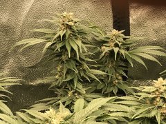 Orange Bud  Cro+35 (S+10) Flo+44
