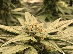 Orange Bud Cro+35 (S+10) Flo+44
