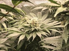 Bubba Island Kush  Cro+35 (S+10) Flo+44