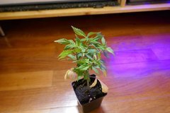 Une G13 Hash de 4 mois, la seule probablement femelle sur les 3