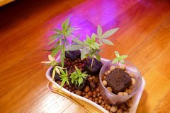 3 boutures de Kullu, une dosido et une Holy Grail Kush dans le verre