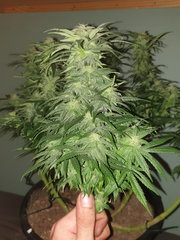 Pyramide Seed