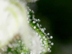 Zoom x500 Cro+35 (S+10) Flo+34