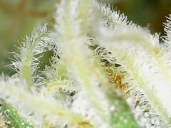 Zoom x400 Cro+35 (S+10) Flo+34