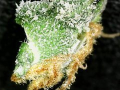 Cro+35 (S+10) Flo+37 Zoom x40