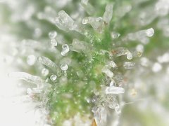 Cro+35 (S+10) Flo+38 Zoom x700