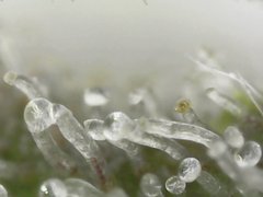 Cro+35 (S+10) Flo+38 [ ! ] PEGI 18 : Ne pas mettre du zouk à tes plants Zoom x700