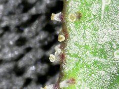 Bubba Island Kush  Cro+35 (S+10) Flo+44 Zoom x700