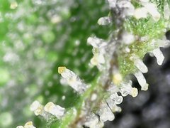 Bubba Island Kush  Cro+35 (S+10) Flo+44 Zoom x700