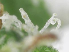 Bubba Island Kush  Cro+35 (S+10) Flo+49 Zoom x800