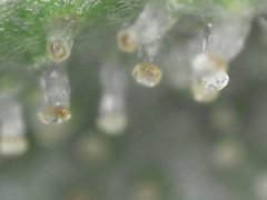 Bubba Island Kush  Cro+35 (S+10) Flo+49 Zoom x900