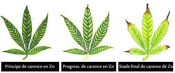 1029348200_carenceenzinc-Zn.jpg.aebd9393fd5a10c6828b9dcee675f9c7.jpg