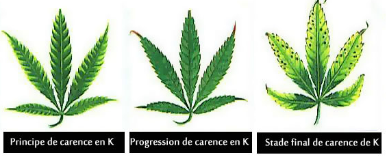 135741955_carenceenpotassium-K.png.0f6f3aad4b458fdc44316d1fa0cf3048.png