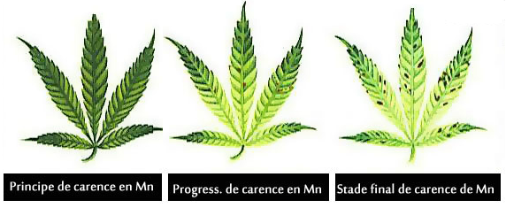 1523374762_carenceenmanganse-Mn.png.54399421c67fd449c783b6056996d50e.png
