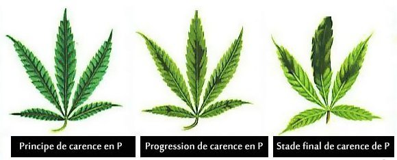1577909624_carenceenphosphore-P.jpg.15cb35e301b368f17892d611619e46d3.jpg