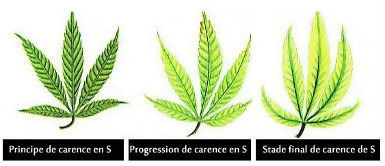 210262805_carenceensoufre-S.png.563cd11bbf3811fc02f4ea9b1d52b27b.png