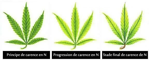 549066648_carenceenazote-N.jpg.12a0d1f853d84d89b325414d1fda7b3b.jpg