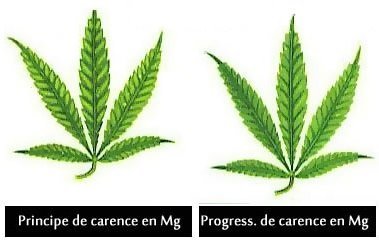 758937863_carenceenmagnsium-Mg.jpg.175c7ebd6e4fa149f7e7d7b9c4103735.jpg