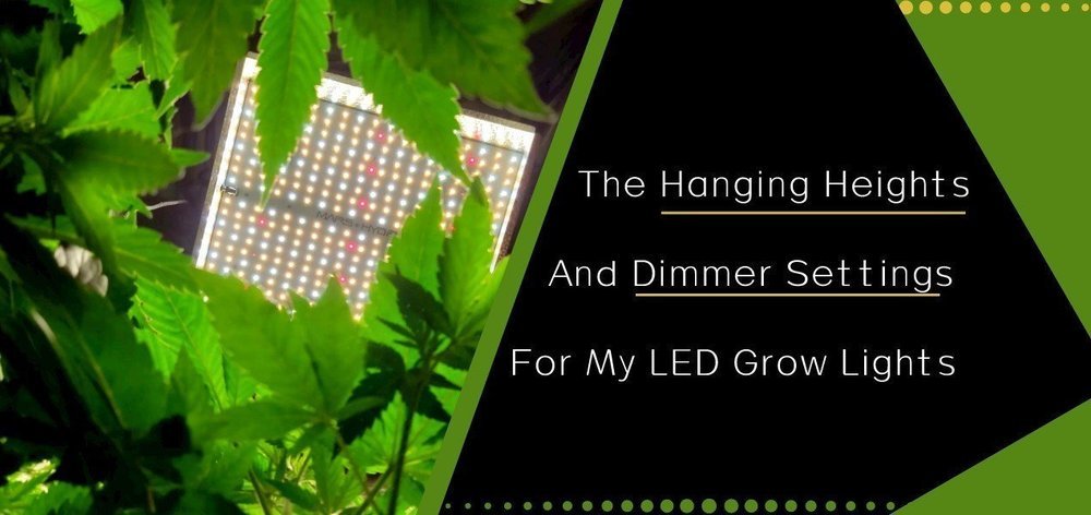 Cannaweed.jpeg