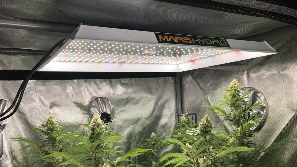 TS-Cannweed.jpg